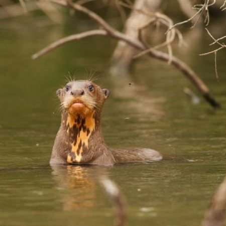 7-Hour Lake Sandoval Wildlife Tour from Puerto Maldonado