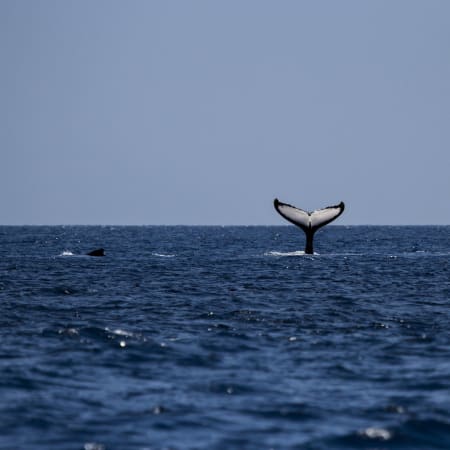 3-Hour Marine Safari in Ponta Delgada with Whale Watching