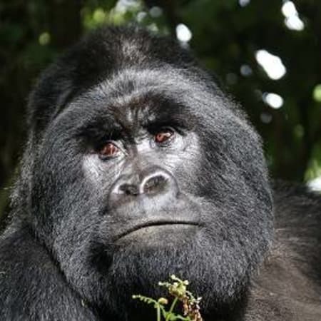 3-Day Uganda Gorilla Trekking Safari with Lake Bunyonyi Stay
