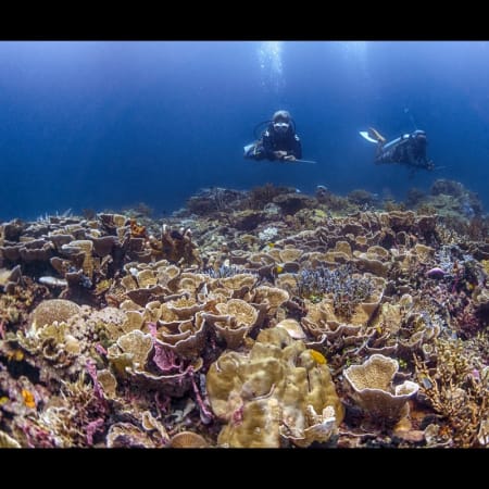 1-Day Introductory Scuba Dive in Kota Kinabalu at Tunku Marine Park