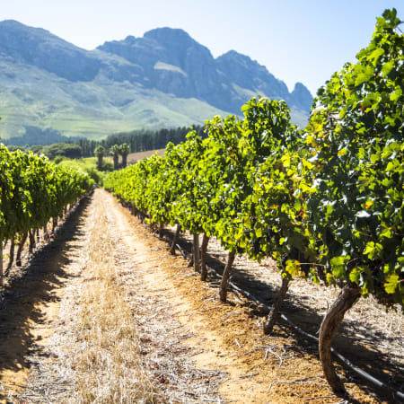 9-Hour Stellenbosch Wine and Art Tour with Dylan Lewis Garden