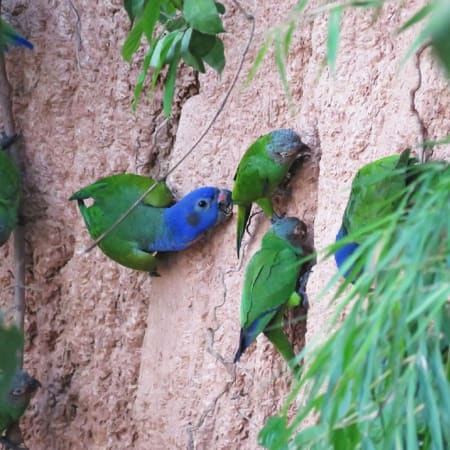 3-Hour Sunrise Wildlife Tour in Puerto Maldonado to Cachuela Clay Lick