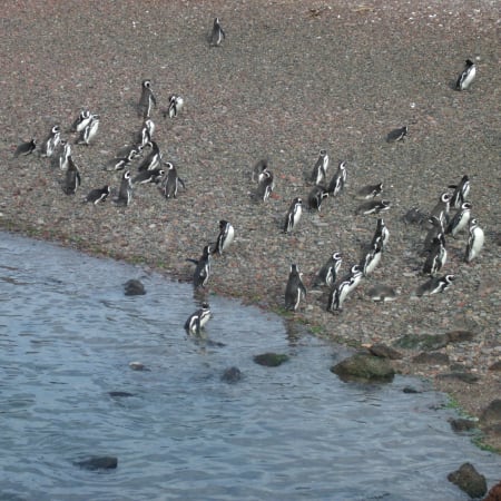 8-Hour Punta Tombo Penguin Colony Tour with Optional Dolphin Watching