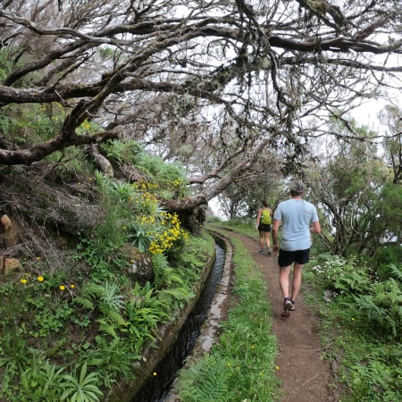 7-Hour Laurel Forest Walk from Funchal through Laurissilva