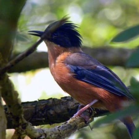 7-Day Sikkim Birding Tour with Monasteries and High-Altitude Lakes