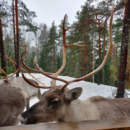 5-Hour Helsinki City Tour with Nuuksio Reindeer Park Experience