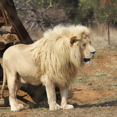 4-Day Kruger National Park Safari from Johannesburg with Panorama Route
