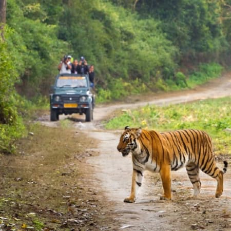 2-Day Jim Corbett National Park Safari from Delhi with 2 Jeep Safaris