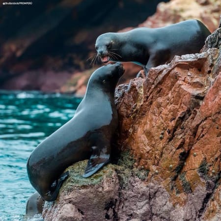 1 Día Tour a Islas Ballestas y Huacachina desde Lima con buggys