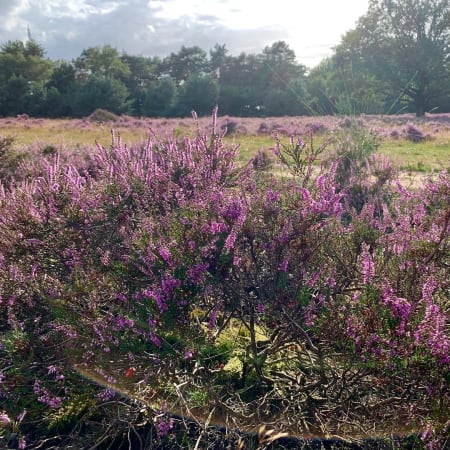 8-Hour Haarlem City Tour with Dutch Tastings and Dune Reserve Ride