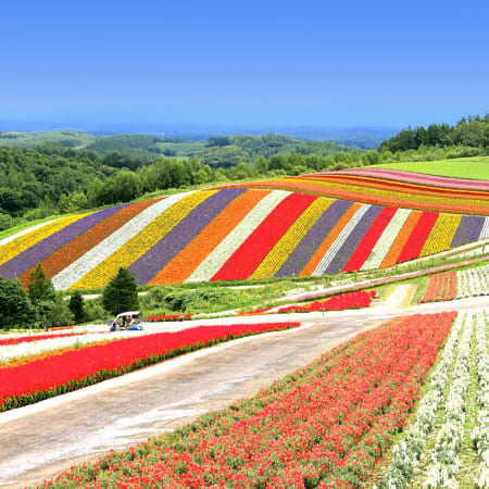 12-Hour Biei and Asahikawa Tour from Sapporo with Blue Pond