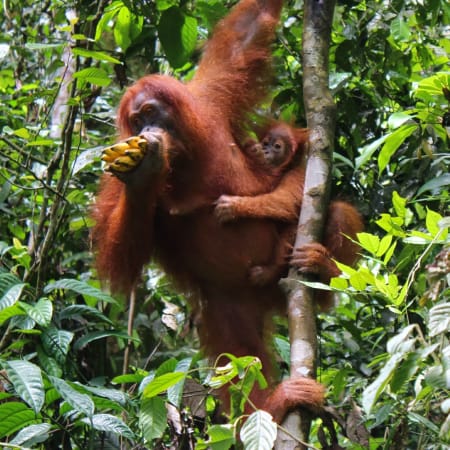 7-Day Sumatra Adventure with Bukitlawang Trek and Lake Toba