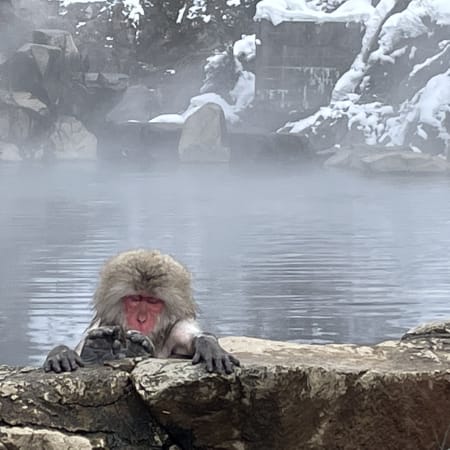 1-Day Snow Monkey Tour in Nagano with Obuse Sake and Hokusai Museum