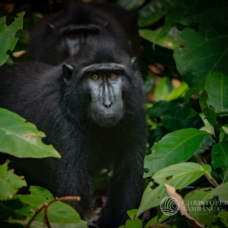 8-Hour Tangkoko Nature Reserve Wildlife Tour with Waruga Heritage