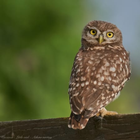 6-Hour Birdwatching Tour Near Constanța with Black Sea Coastal Habitats