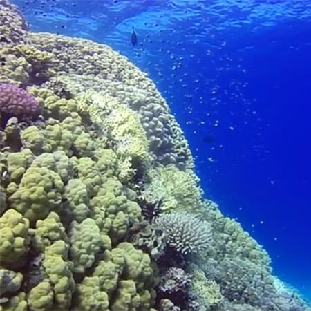 4-Hour Snorkelling Tour of Ras Mohamed National Park from Sharm