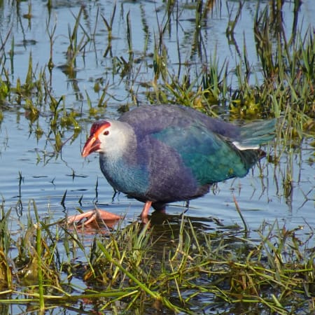 7-Day Golden Triangle Tour with Bharatpur Bird Sanctuary from Delhi