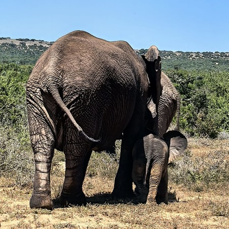 8-Hour Addo and Kragga Kamma Safari from Port Elizabeth