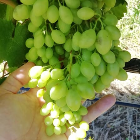 5-Hour Private Wine Tour in Silves and Lagoa with 2 Wineries
