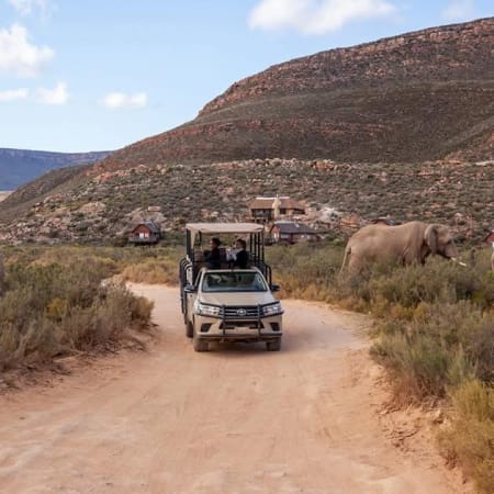 8-Hour Cape Town Safari to a Game Reserve