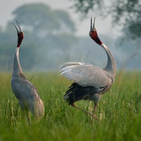 8-Hour Keoladeo National Park Birdwatching Tour from Agra