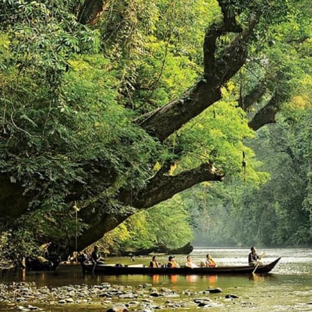 12-Hour Taman Negara National Park Tour with Canopy Walk and Rapids