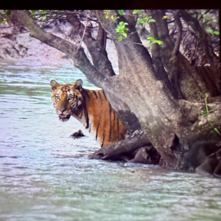 5-Day Sundarbans Wildlife Safari with Birdwatching and Photography
