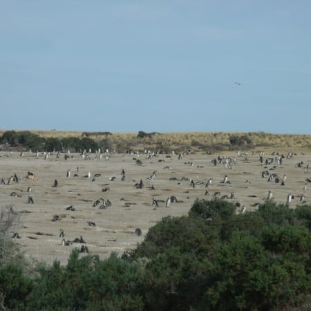 8-Hour Punta Tombo Penguin Colony Tour with Optional Dolphin Watching