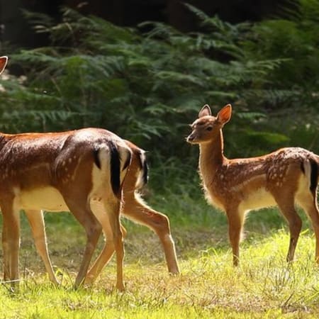 3-Day Sunderbans Wildlife Tour from Kolkata with Village Visit