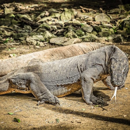 8-Hour Komodo Island Expedition with Pink Beach and Snorkelling