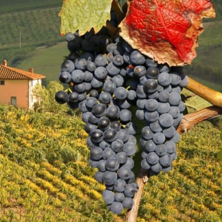 8-Hour Chianti and San Gimignano Wine Tour with Two Tastings