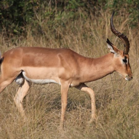 10-Hour Aquila Private Game Reserve Safari from Cape Town