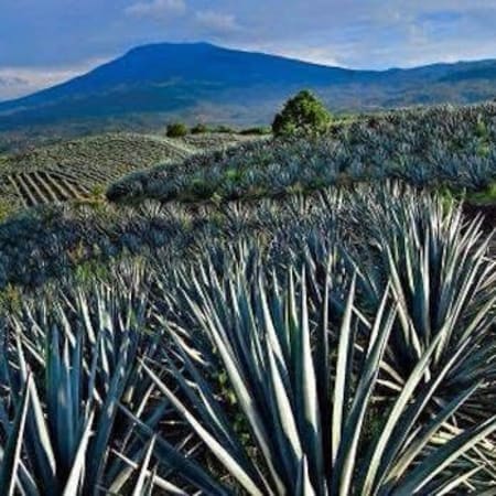8-Hour Tequila Tour in Tequila with Agave Fields and Tastings