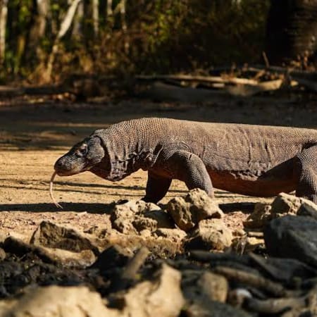 11-Hour Komodo Island Shared Speedboat Tour from Labuan Bajo (Visit 6 spots)