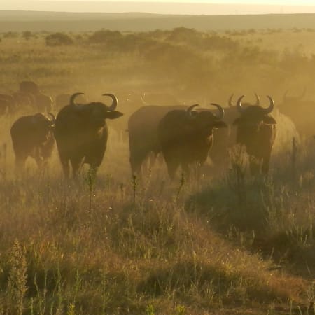 11-Hour Algoa Bay and Addo Elephant Safari with the Big 7 Experience