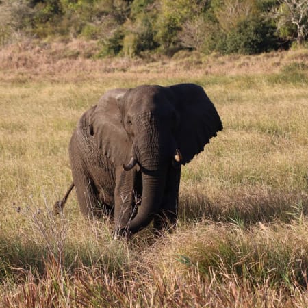 Full-Day Kruger National Park Safari from Maputo with Sabie River