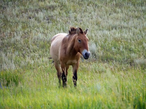 1-Day Khustain Nuruu Wildlife Tour from Ulaanbaatar with wild horses