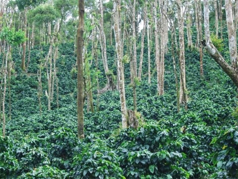 8-Hour Coffee Plantation Tour from Bogota to Fusagasugá