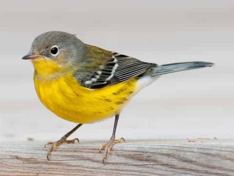 2-Hour Saskatoon Birdwatching Tour along the South Saskatchewan River