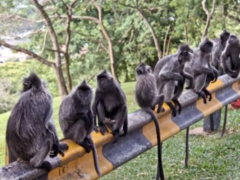 7-Hour Kuala Lumpur and Kuala Selangor Tour with Fireflies