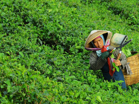 Full-Day Tea-Making and Paper-Craft Tour in Kunming with Aini Trek