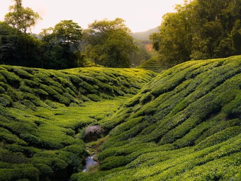 7-Hour Cameron Highlands Tour from Ipoh with Tea Estate and Farms