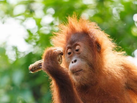 Full-Day Sandakan Wildlife and City Tour with Sepilok and Labuk Bay