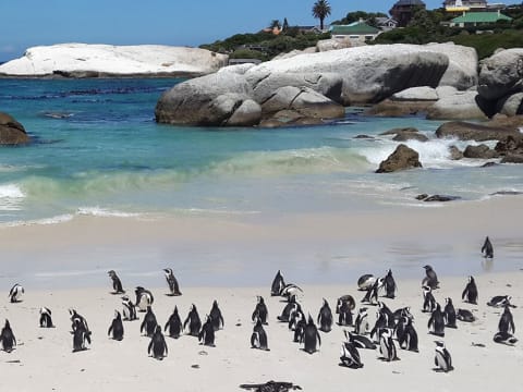 9-Hour Cape Peninsula Tour from Cape Town with Cape Point and Penguins