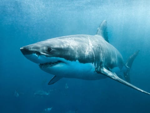 1-Day Great White Shark Cage Diving Tour in Gansbaai with Shark Alley