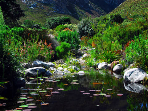 4-Hour Botanical Garden Walk in Betty's Bay with Cape Fynbos Views