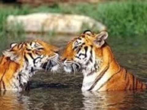 7-Day Bardiya Jungle Safari with Tharu Culture and Karnali River