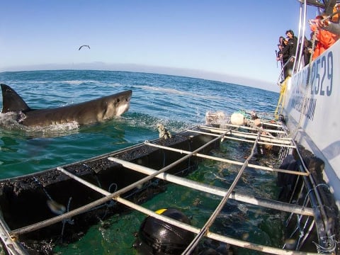 9-Hour Shark Cage Diving Trip to Gansbaai from Cape Town with Brewery Visit