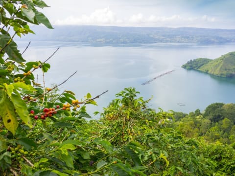 8-Day Nature Tour of Bukit Lawang, Sidikalang and Lake Toba