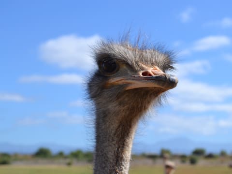 9-Hour Oudtshoorn Wildlife Tour with Cango Caves and Ostrich Farm